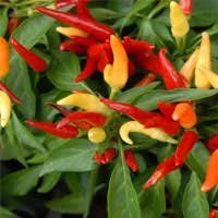 Capsicum annuum, an Audifort ingredient