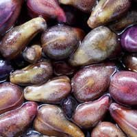 Grape seed, an Audifort ingredient