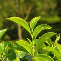 Green tea leaf, an Audifort ingredient