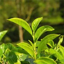 Green tea, one of the 22 ingredients listed on both the Audifort and ZenCortex labels