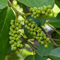 Gymnema sylvestre, a Glyco Harmony ingredient