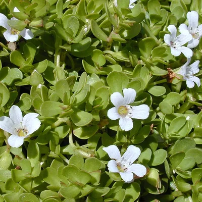 Bacopa monnieri plant, an ingredient in Memopezil