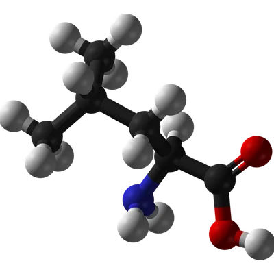 Molecular model of leucine, one of the branched chain amino acids in Memopezil
