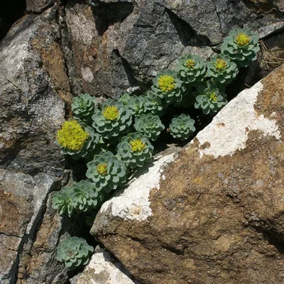 Rhodiola rosea plant, an ingredient in Memopezil