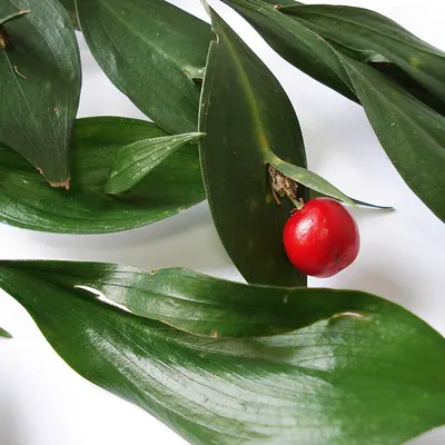 Butcher's broom plant (Ruscus aculeatus) with red berry, a NervoLyn ingredient