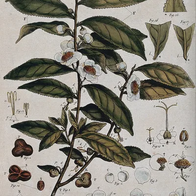 Camellia sinensis, the tea plant, a ProstAfense ingredient