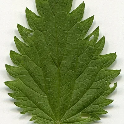 Stinging nettle, Urtica dioica, a ProstAfense ingredient