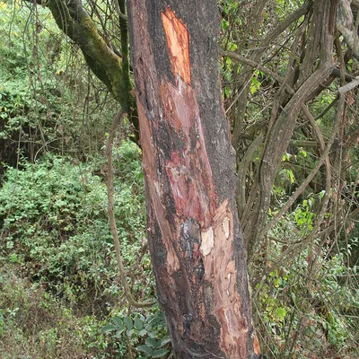 Prunus africana tree, the source of pygeum bark used in ProstAfense